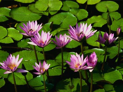 Water lilies Water lilies