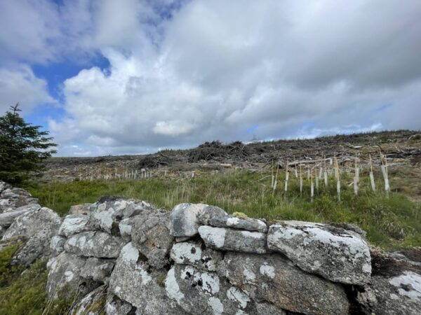 Dartmoor walk14 Planting new oak trees