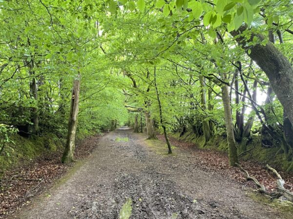 Dartmoor walk8 An old green road